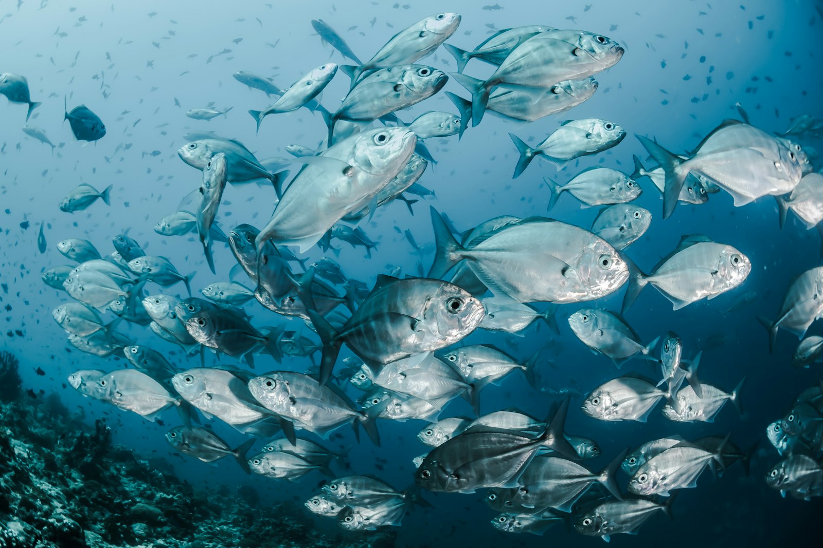 Snorkeling in clear blue waters near Dubai coast